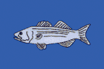 Blue Striped Bass fisherman's catch flag