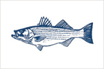 White Striped Bass fisherman's catch flag