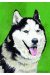 [Dog banners]