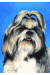 [Dog banners]
