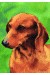 [Dog banners]