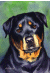 [Dog banners]