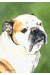 [Dog banners]