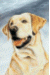 [Dog banners]