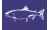 [Fisherman Catch flags]